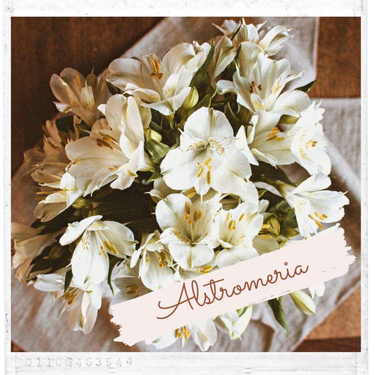 Alstromeria