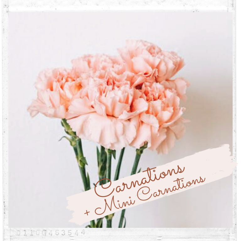 Carnations