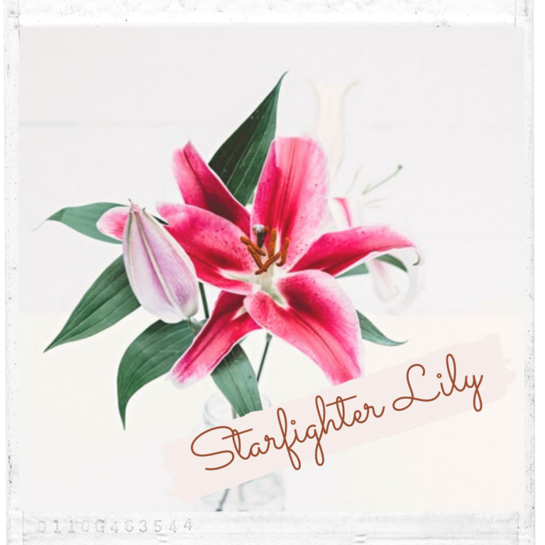 Starfighter Lily