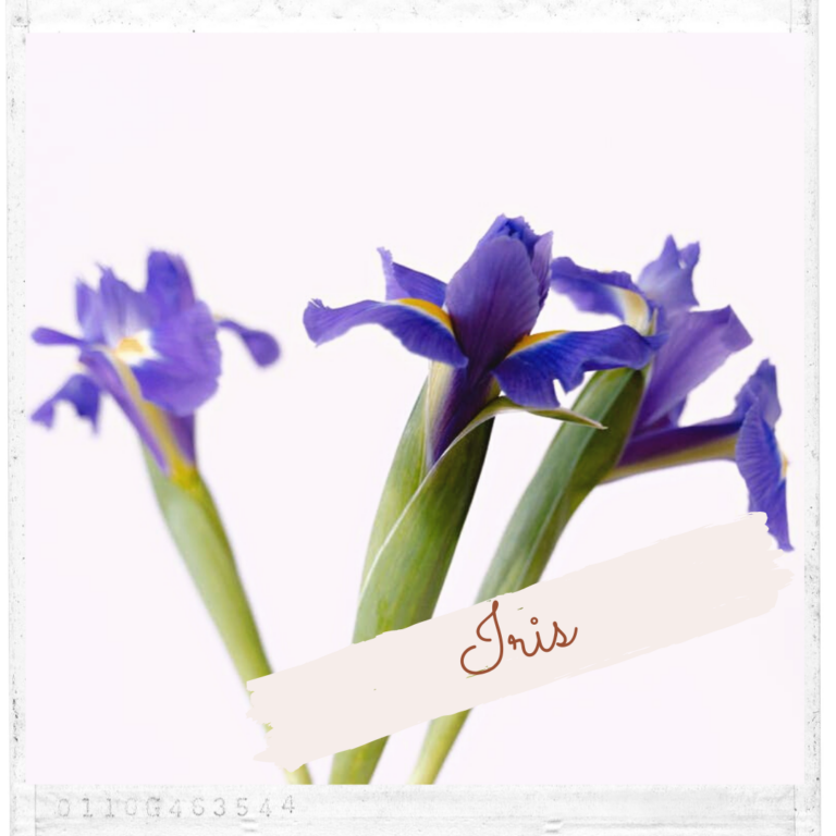 Iris