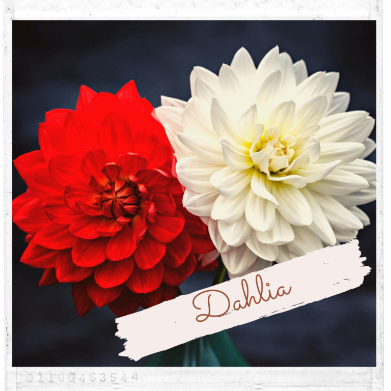 Dahlia