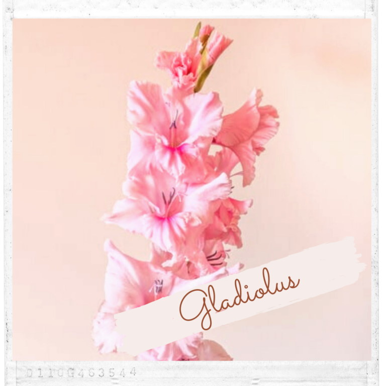 Gladiolus