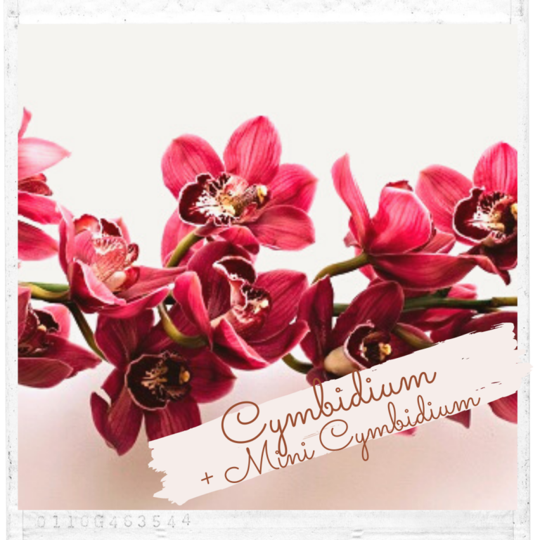 Cymbidium