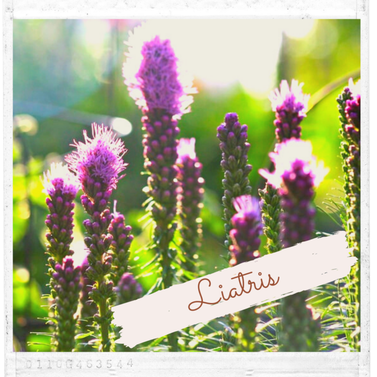 Liatris