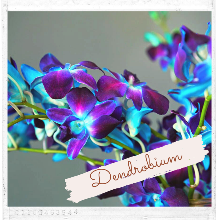 Dendrobium