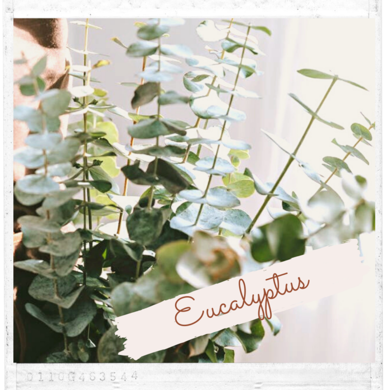 Eucalyptus